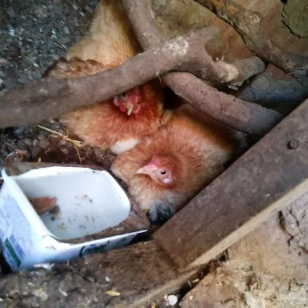 Case de vacanță Datca Organik Farm Hause