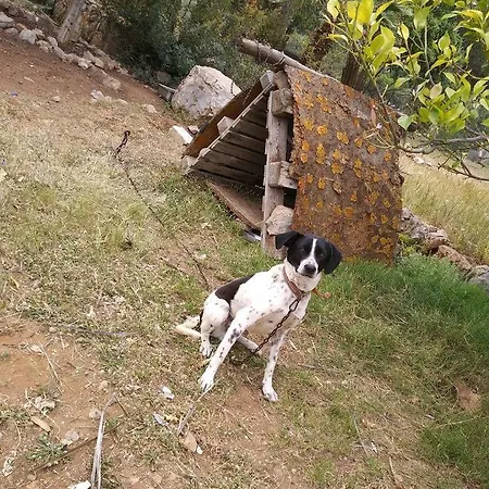 Datca Organik Farm Hause Case de vacanță *