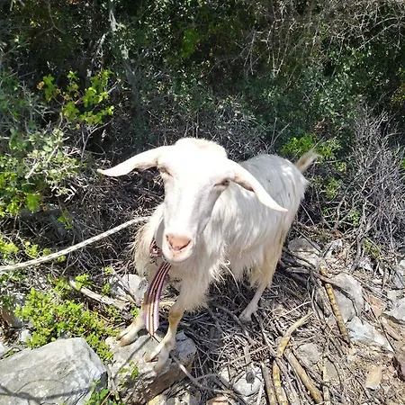 Datca Organik Farm Hause * Muğla