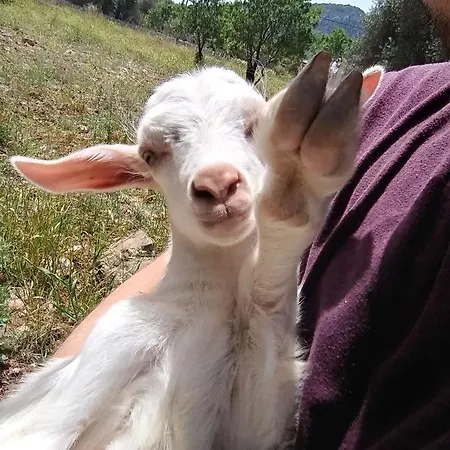 Datca Organik Farm Hause Case de vacanță Muğla