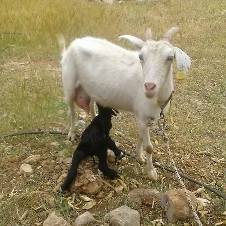 Case de vacanță Datca Organik Farm Hause